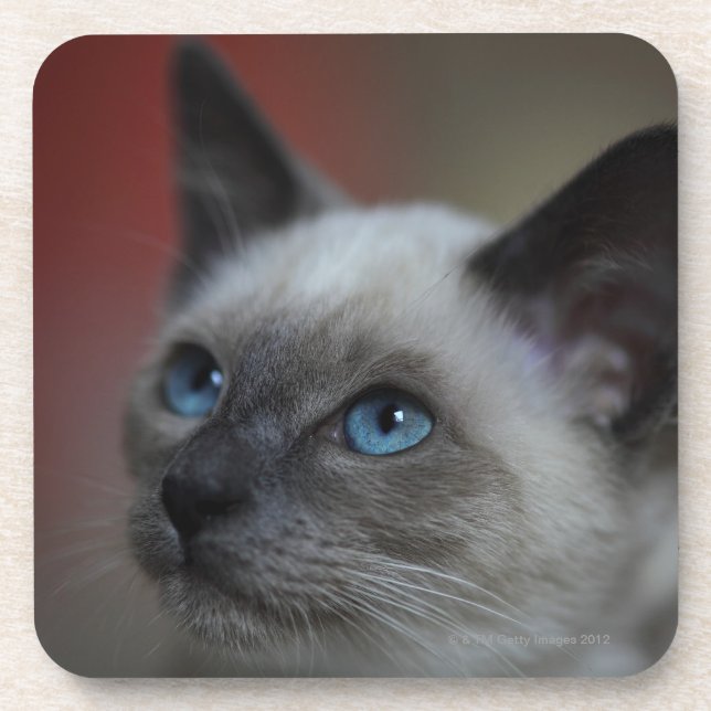 Porta-copo Gatinho Siamese (Frente)