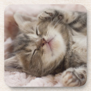 Porta-copo Gatinho sonolento