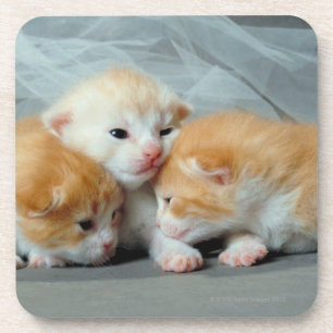 Porta-copo Gatinhos alaranjados da pele