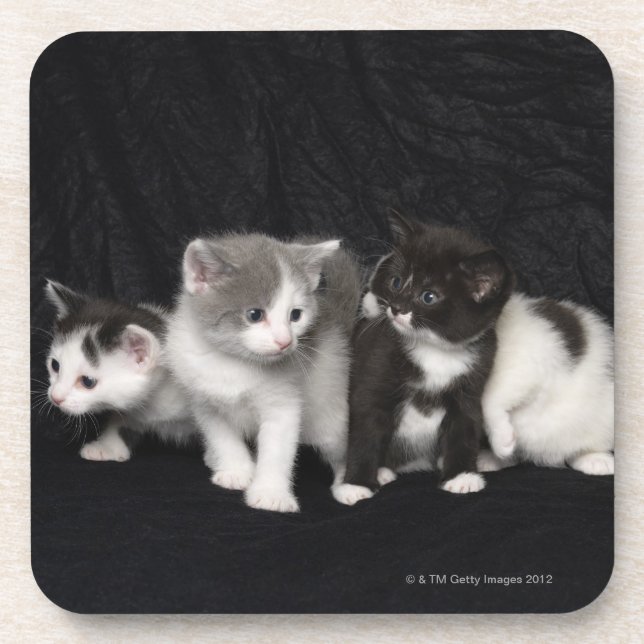 Porta-copo Gatinhos em um tiro do estúdio (Frente)