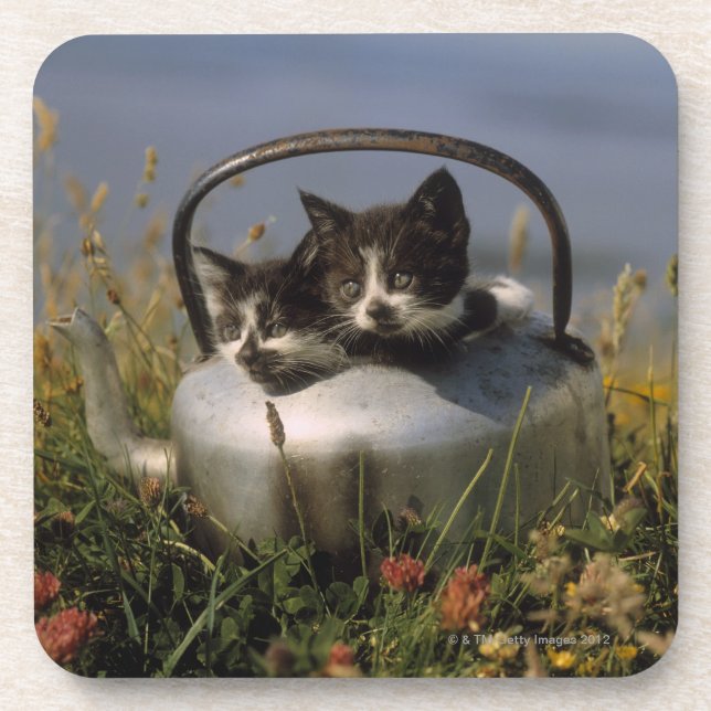Porta-copo Gatinhos em uma chaleira velha (Frente)