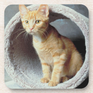 Porta-copo Gato alaranjado no brinquedo