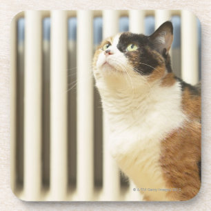 Porta-copo Gato ao lado do radiador