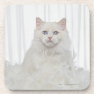 Porta-copo Gato branco com penas