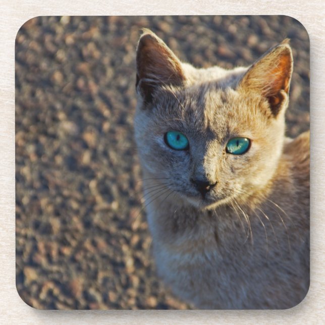 Porta-copo Gato de olhos azuis (Frente)