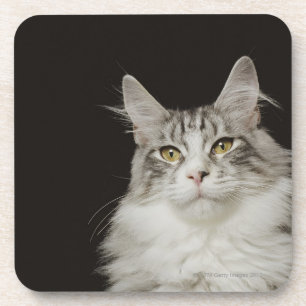 Porta-copo Gato de racum adulto de Maine