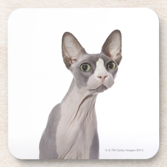 Porta-copo Gato de Sphynx com expressão surpreendida (Frente)