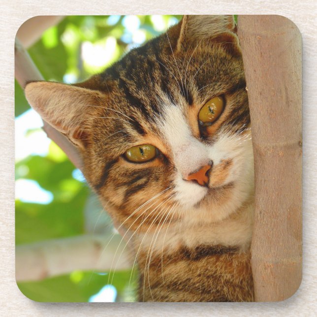 Porta-copo Gato Fofo Subindo em uma Árvore (Frente)