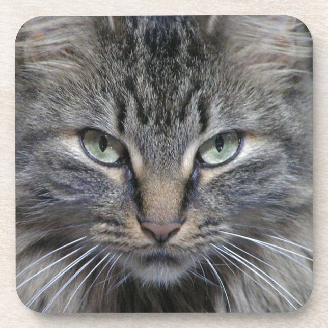 Porta-copo Gato Guardado de Maine Coon Kitty (Frente)
