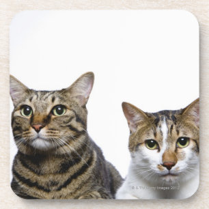 Porta-copo Gato japonês e gato Manx no fundo branco