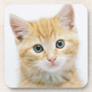 Porta-copo Gato malhado da laranja doce