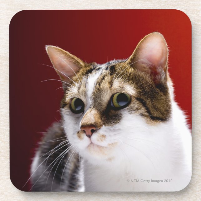 Porta-copo Gato Manx (Frente)