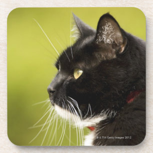 Porta-copo Gato preto