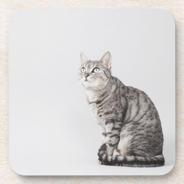 Porta-copo Gato que olha acima (Frente)