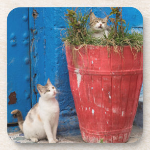 Porta-copo Gatos brincando, Rabat, Marrocos