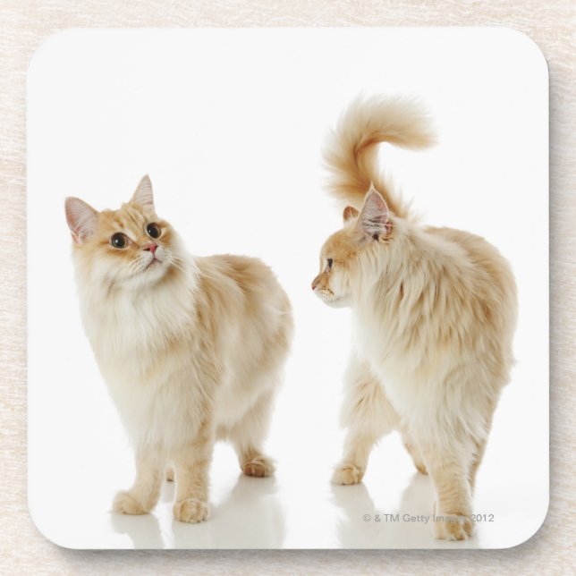 Porta-copo Gatos de Munchkin (Frente)