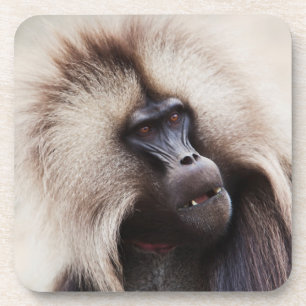 Porta-copo Gelada Baboon, Ethiopia