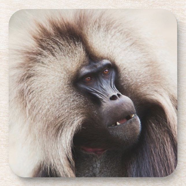 Porta-copo Gelada Baboon, Etiópia (Frente)