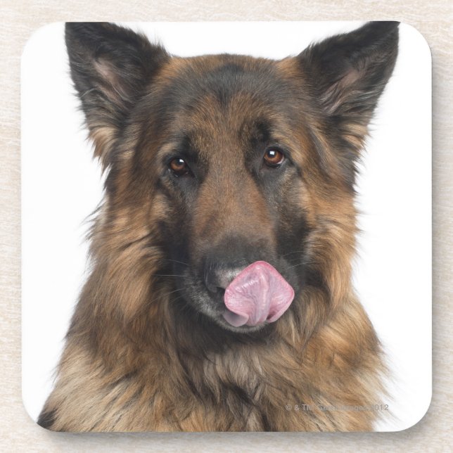Porta-copo German shepherd (Frente)