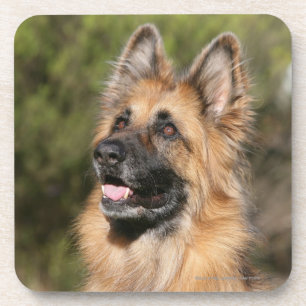 Porta-copo German shepherd de cabelos compridos 1