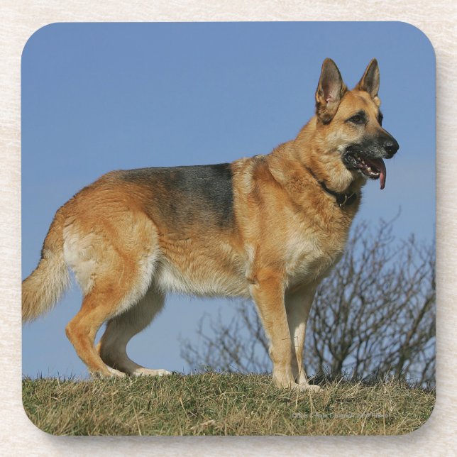 Porta-copo German shepherd de cabelos compridos 2 de Brown (Frente)