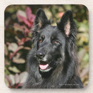 Porta-copo German shepherd de cabelos compridos preto
