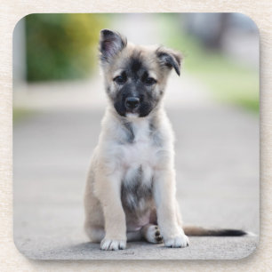 Porta-copo German shepherd Puppy no caminho