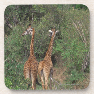 Porta-copo Girafa 3 de Massai