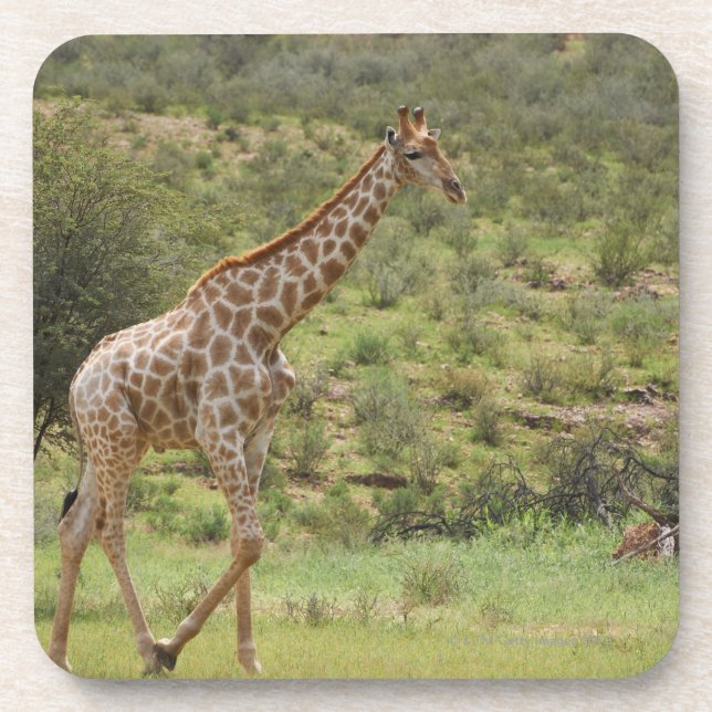 Porta-copo Girafa, camelopardalis do Giraffa, Kgalagadi (Frente)