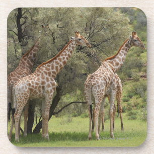 Porta-copo Girafa, camelopardalis do Giraffa, Kgalagadi 2