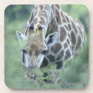 Porta-copo Girafa (camelopardalis do Giraffa) que alimenta