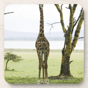 Porta-copo Girafa em Kenya, África