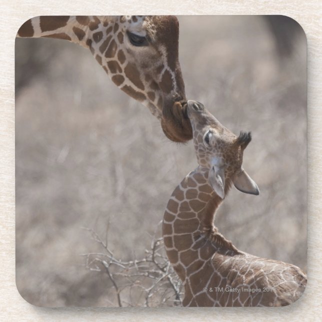 Porta-copo Girafa, Kenya, África (Frente)
