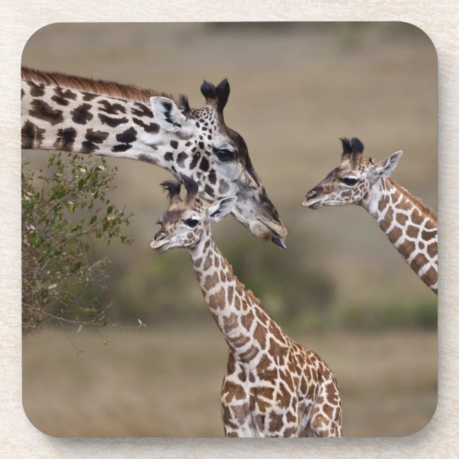 Porta-copo Girafa Masai (Giraffa tippelskirchi) (Frente)