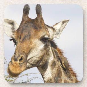 Porta-copo Girafa, parque nacional de Kruger, África do Sul