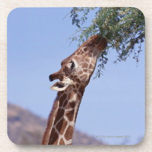 Porta-copo Girafa Reticulated