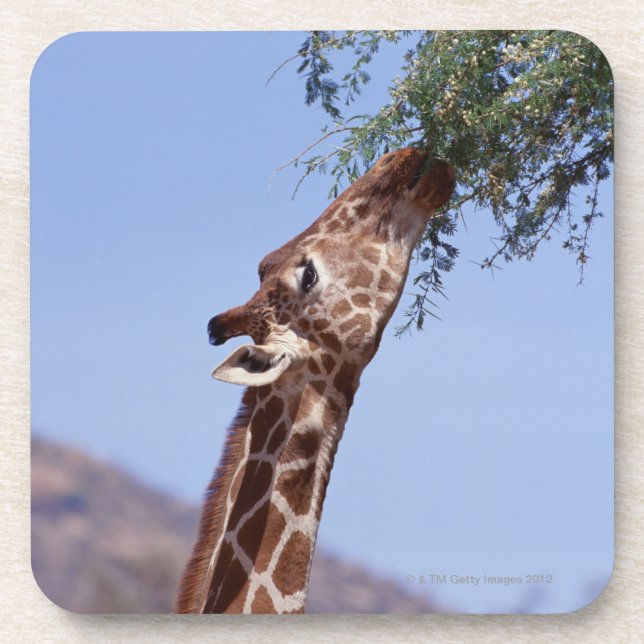 Porta-copo Girafa Reticulated (Frente)