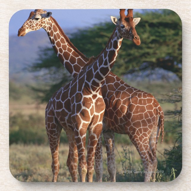 Porta-copo Girafa Reticulated 2 (Frente)