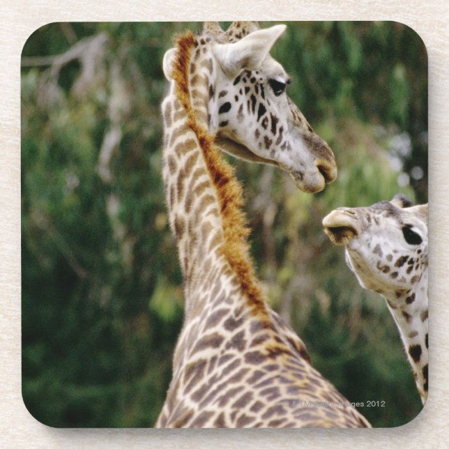 Porta-copo Girafas (Frente)