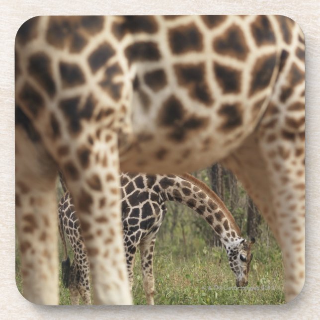 Porta-copo Girafas 2 (Frente)