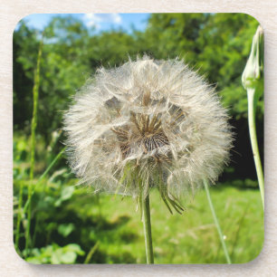 Porta-copo Goatsbeard Wildflower