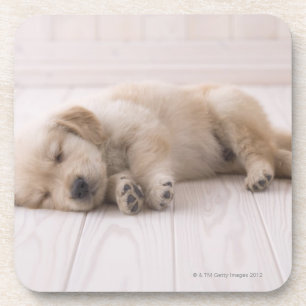 Porta-copo Golden retriever