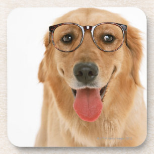 Porta-copo Golden retriever 3