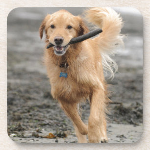 Porta-copo Golden Retriever Correndo Com Pau Na Boca