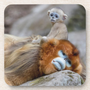 Porta-copo Golden Snub-nosed Monkey Dad with Baby