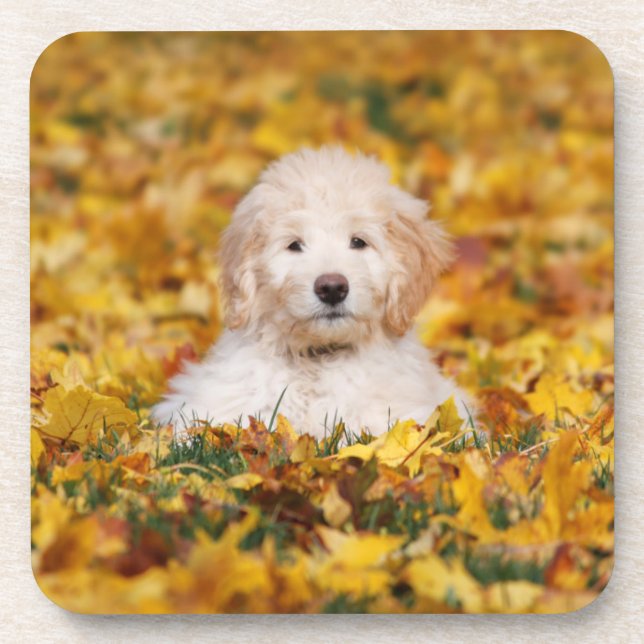 Porta-copo Goldendoodle Puppy Em Folhas De Queda (Frente)