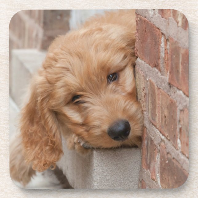 Porta-copo Goldendoodle Puppy Peeking (Frente)