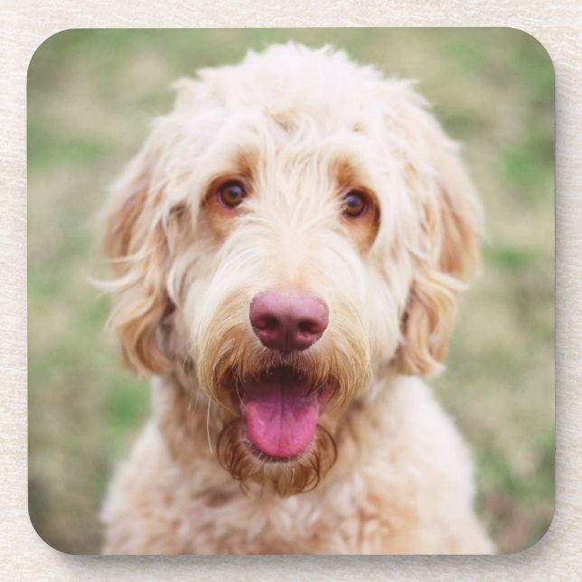 Porta-copo Goldendoodle sorrindo (Frente)
