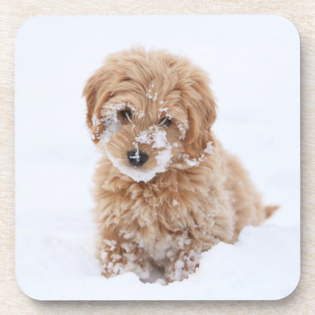 Porta-copo Goldendoododle Puppy Com Neve Virada (Frente)