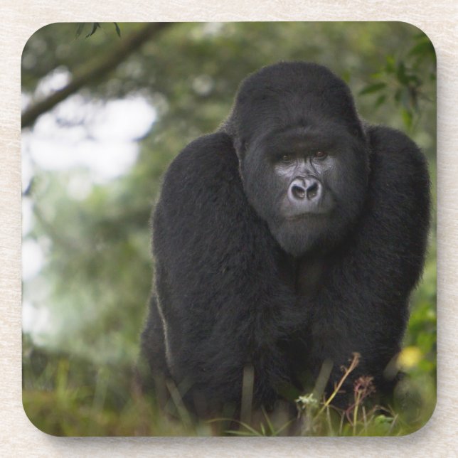 Porta-copo Gorila da Montanha e Silverback (Frente)